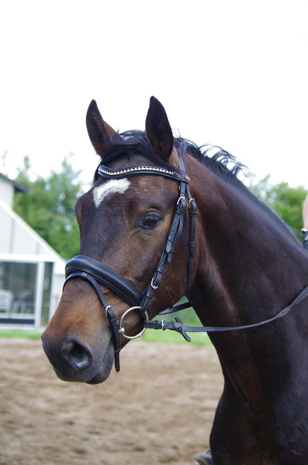 Dansk Varmblod Baunehøjens Fürst Flügger billede 9
