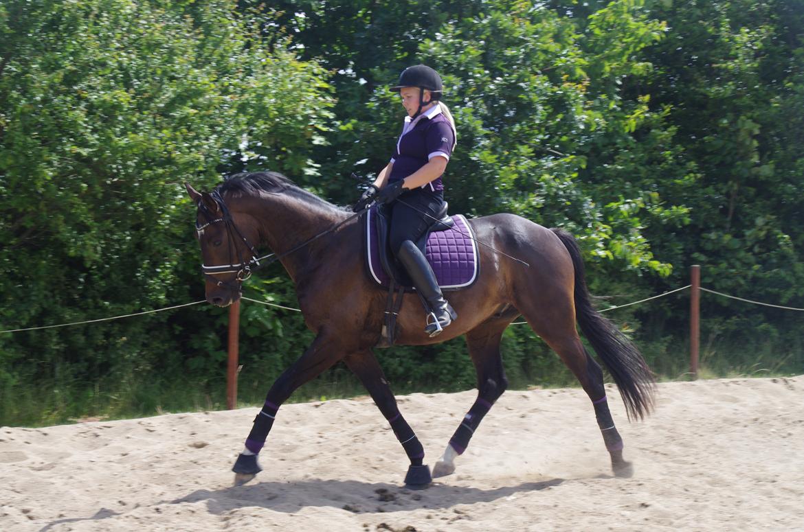 Dansk Varmblod Baunehøjens Fürst Flügger billede 17