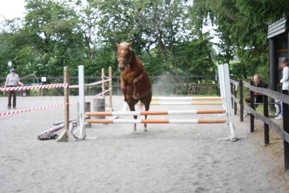 Palomino Pedro de la rosa billede 3
