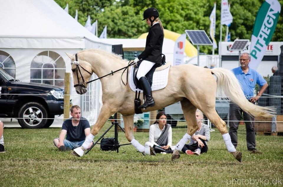 Palomino Marielunds gold melodyboy - Golden på det fynske dyreskue 2014 billede 1