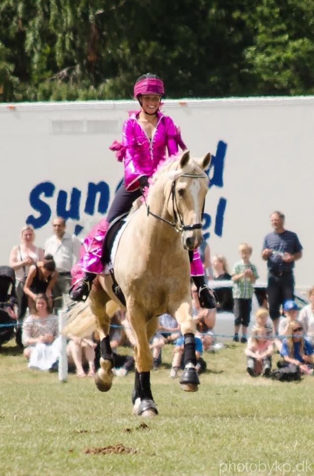 Palomino Marielunds gold melodyboy - dyreskue 2014 billede 2