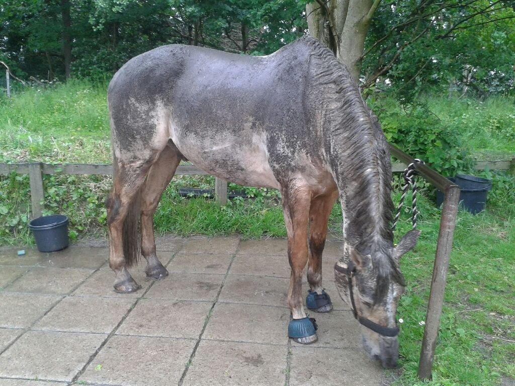 Palomino Marielunds gold melodyboy - mudder hesten :D billede 29