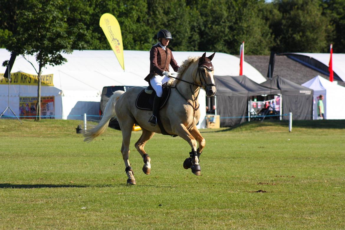 Palomino Marielunds gold melodyboy billede 6