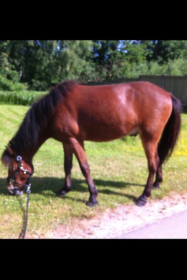 Islænder Stormur fra Birkemosegård - Storm 26 juni 2014 - ved fillerup by! billede 47
