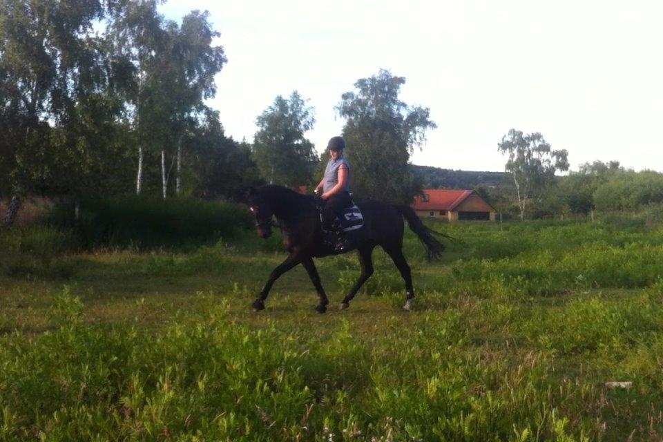 Fuldblod (XX) Eko Royal Emperor - Gammelt billede 15