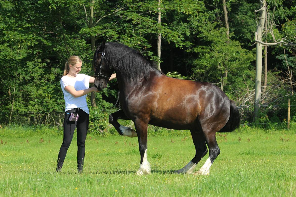 Welsh Cob (sec D) Fronerthig Black Rebel - Skoleparade- Jeg er stolt af ham <3 26 juni billede 6