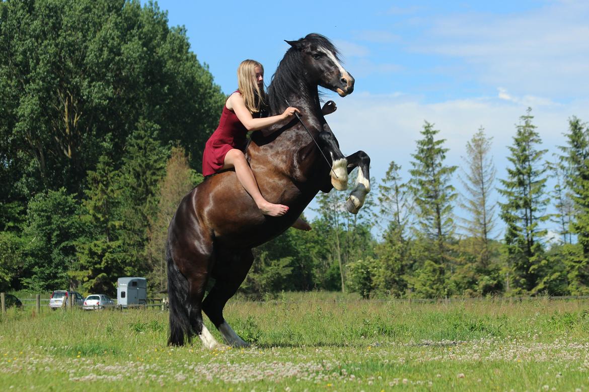 Welsh Cob (sec D) Fronerthig Black Rebel - Fronerthig Black Rebel - Min mægtig hest 26 juni billede 2