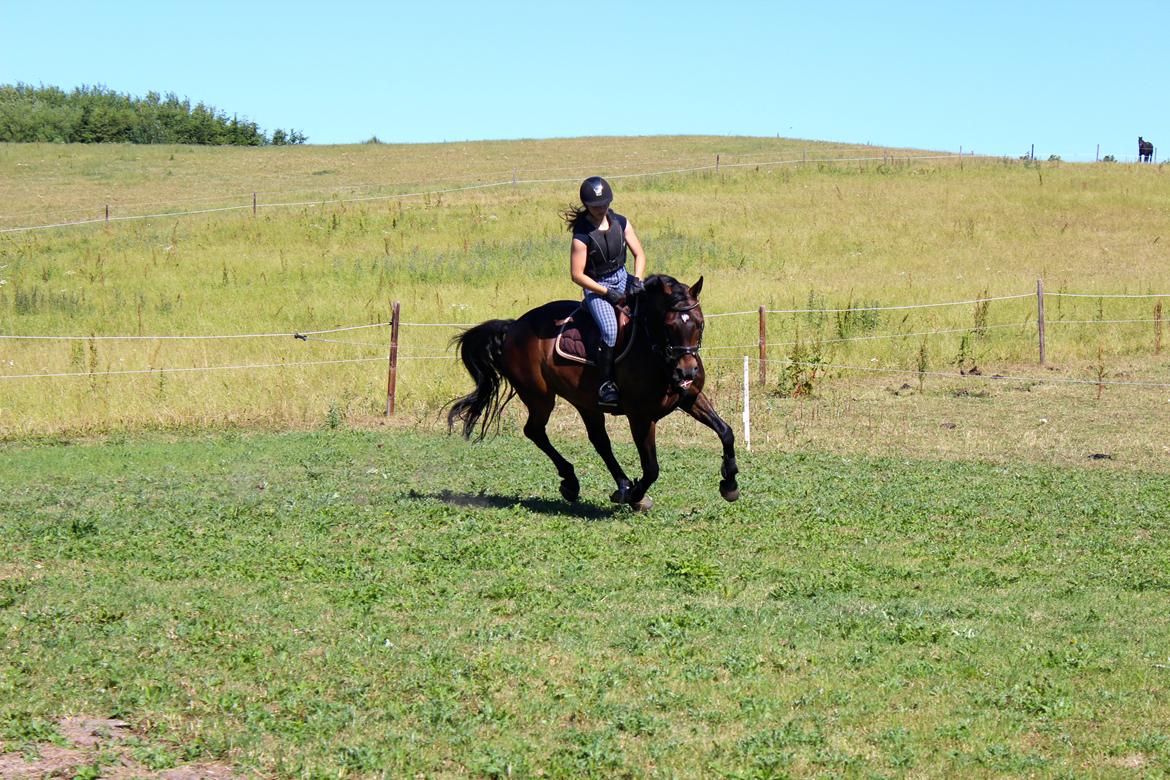 Anden særlig race Pondus - Træning sommer 2014 billede 6