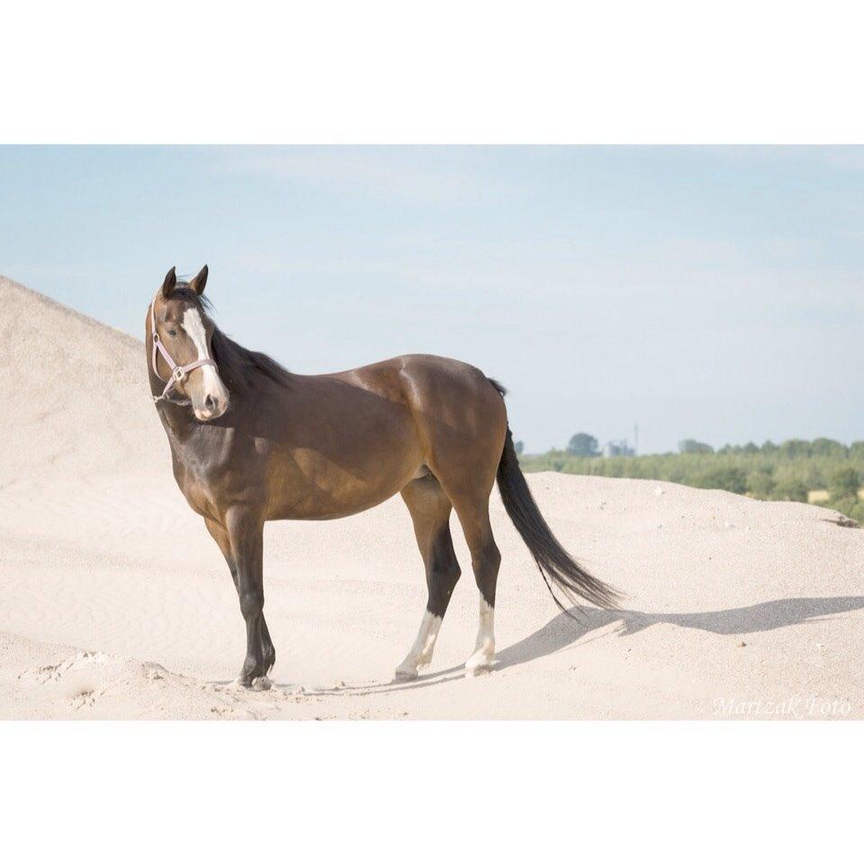 Anden særlig race Søbo's Chacor  billede 16