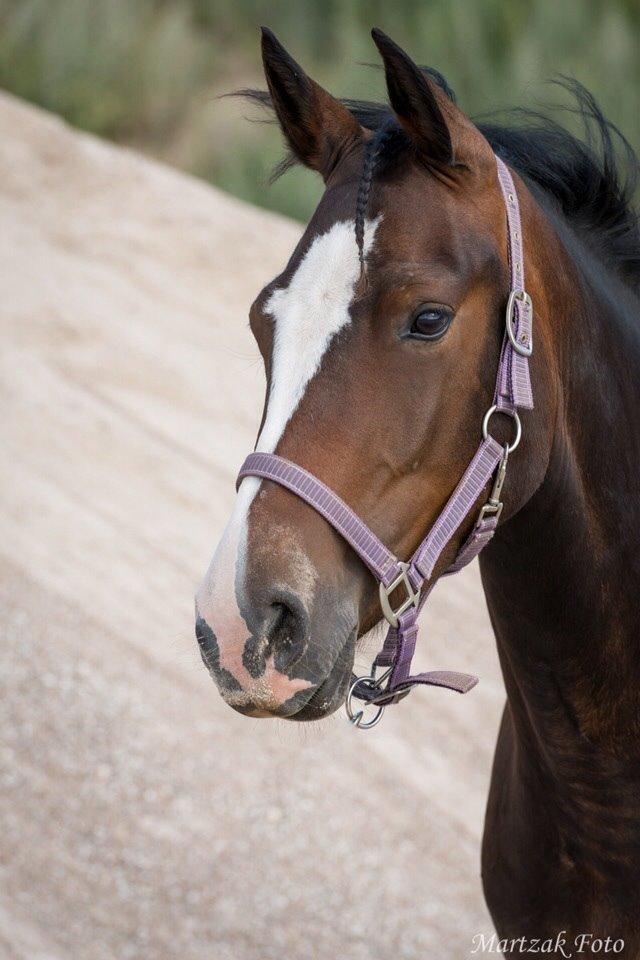 Anden særlig race Søbo's Chacor  billede 19