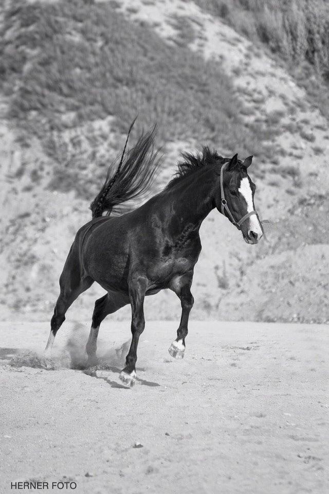 Anden særlig race Søbo's Chacor  billede 20