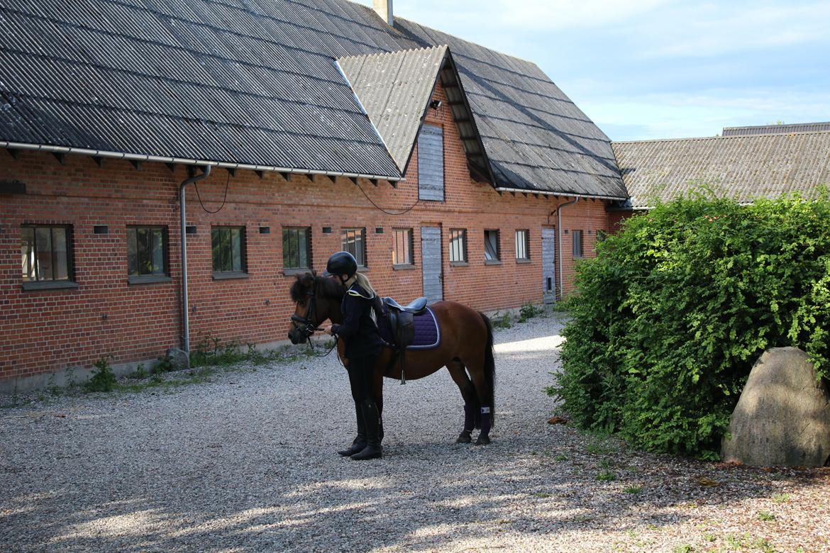 Anden særlig race Freja billede 16