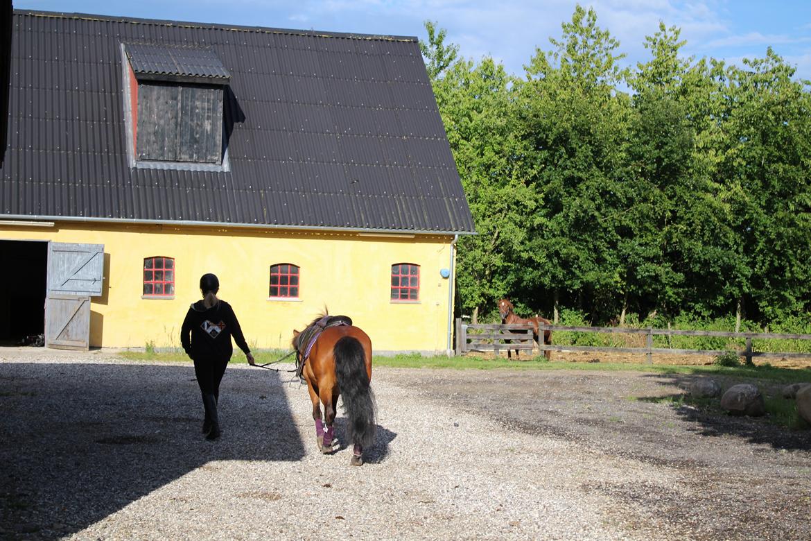 Anden særlig race Freja billede 19