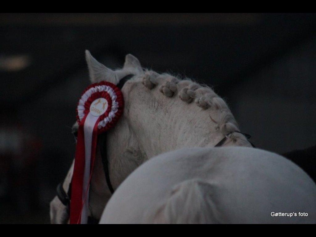 Welsh Pony af Cob-type (sec C) Edelweis Sonny billede 21