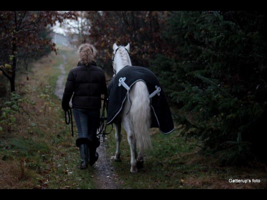 Welsh Pony af Cob-type (sec C) Edelweis Sonny billede 22