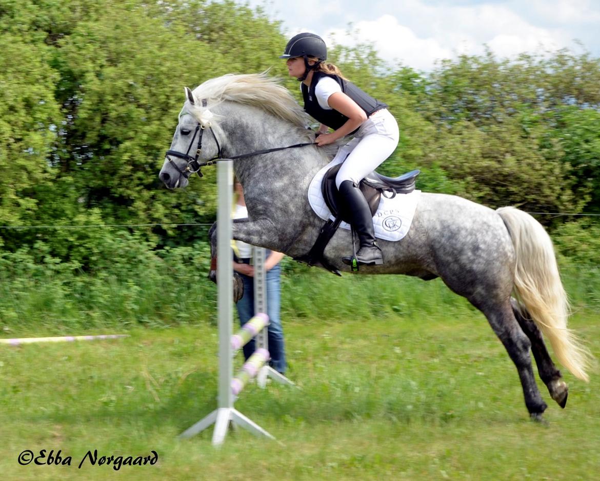 Connemara BELL PRINCE - 1. Klasse Avls Hingst ''Prins'' billede 7