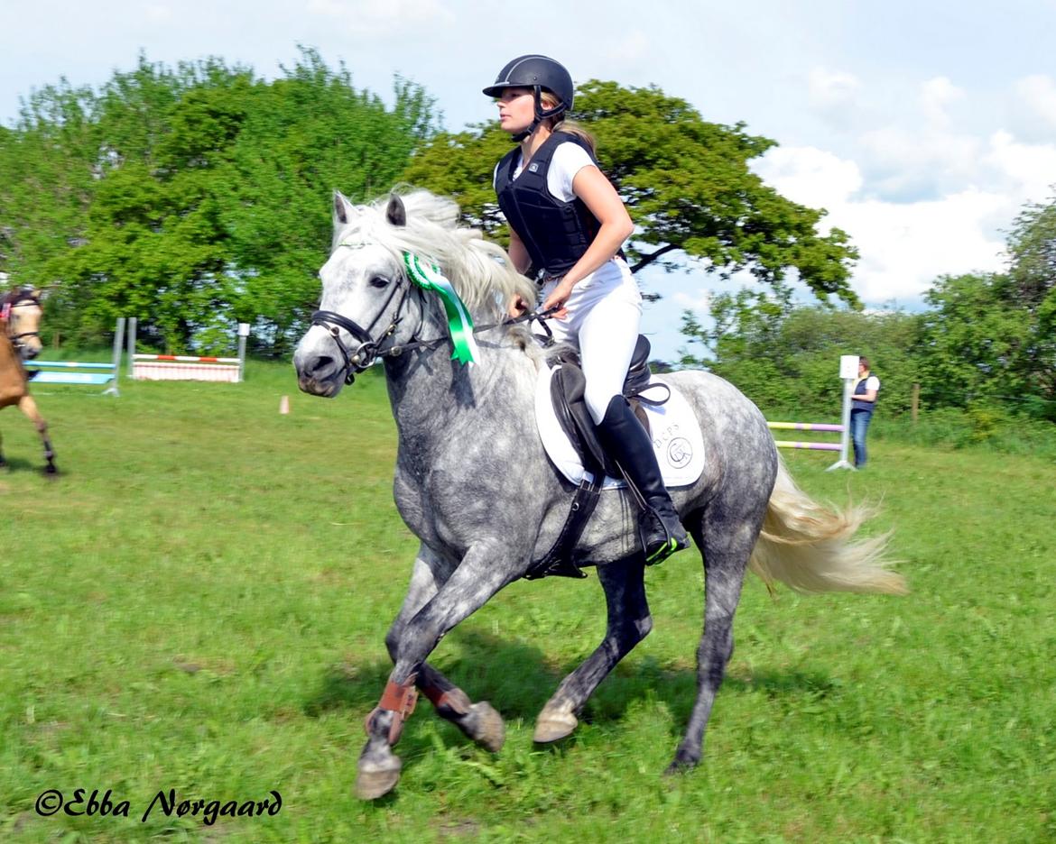 Connemara BELL PRINCE - 1. Klasse Avls Hingst ''Prins'' billede 16