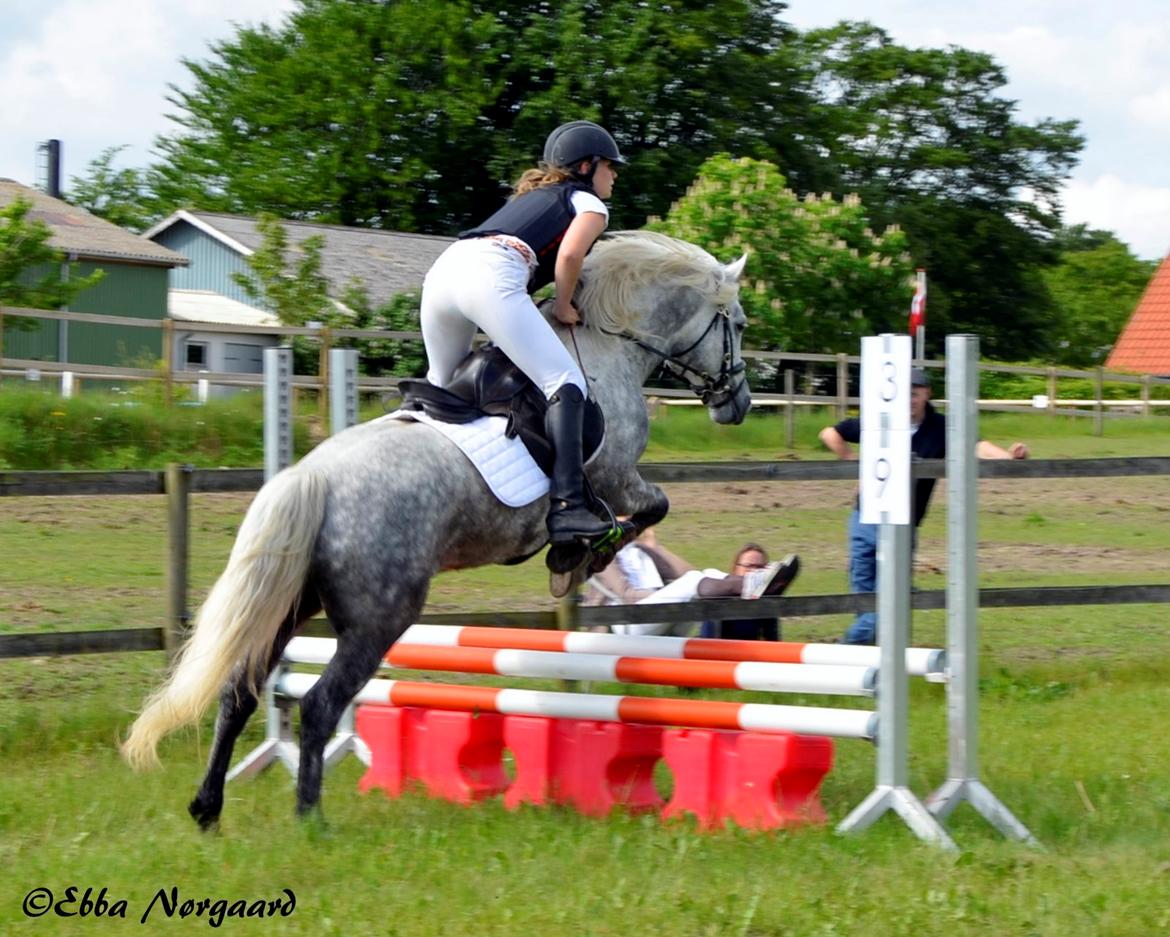 Connemara BELL PRINCE - 1. Klasse Avls Hingst ''Prins'' billede 26