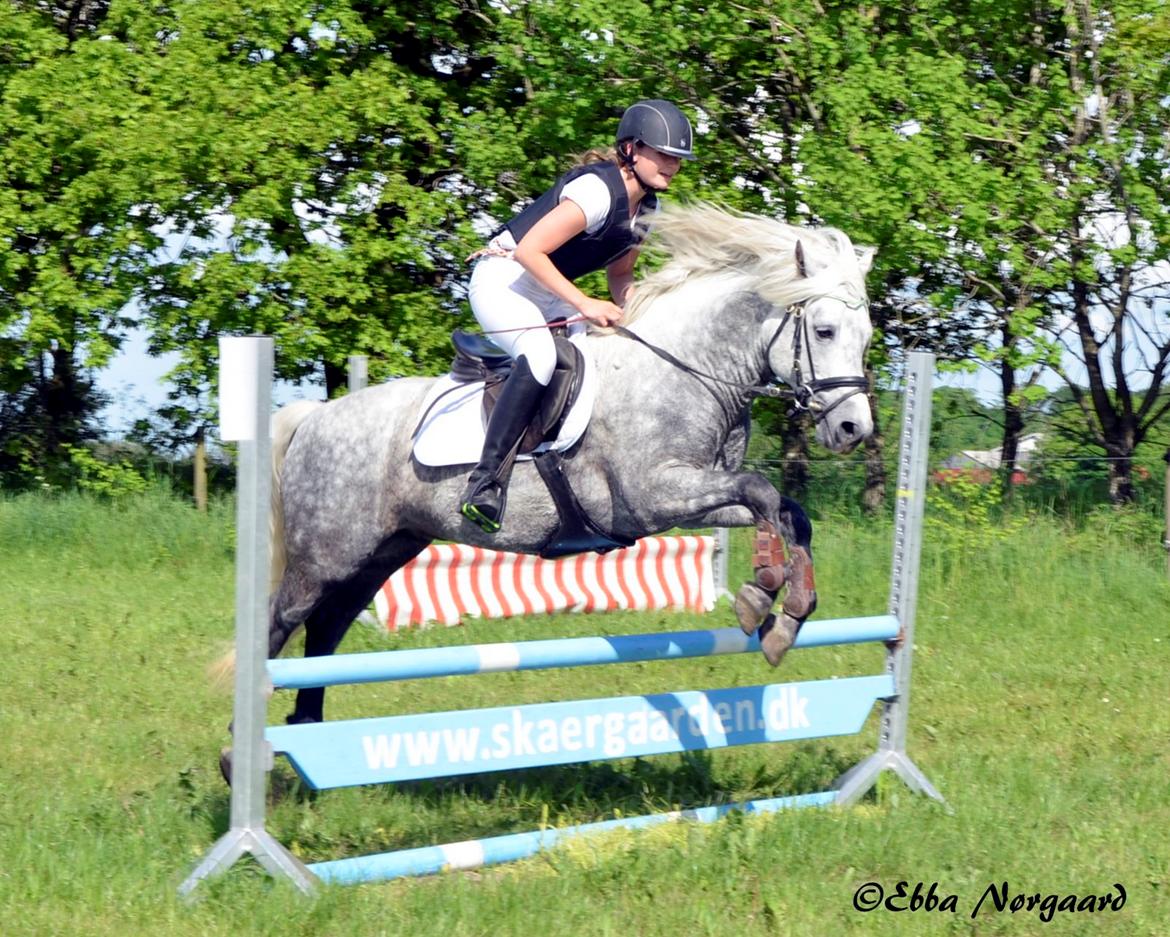 Connemara BELL PRINCE - 1. Klasse Avls Hingst ''Prins'' billede 22
