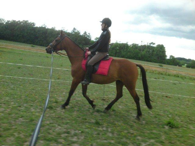 Traver Rosado (Rosa) - 26-06-2014  billede 18