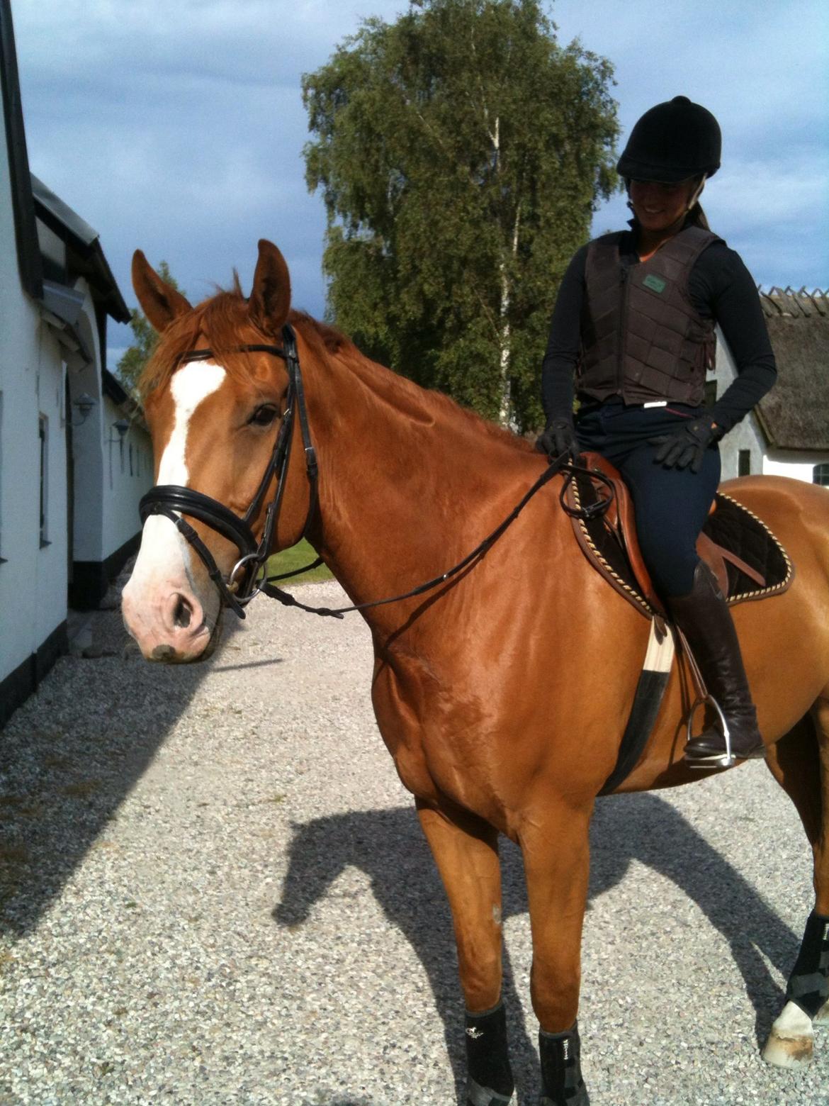 Dansk Varmblod Vestergårdens Zackvill billede 22