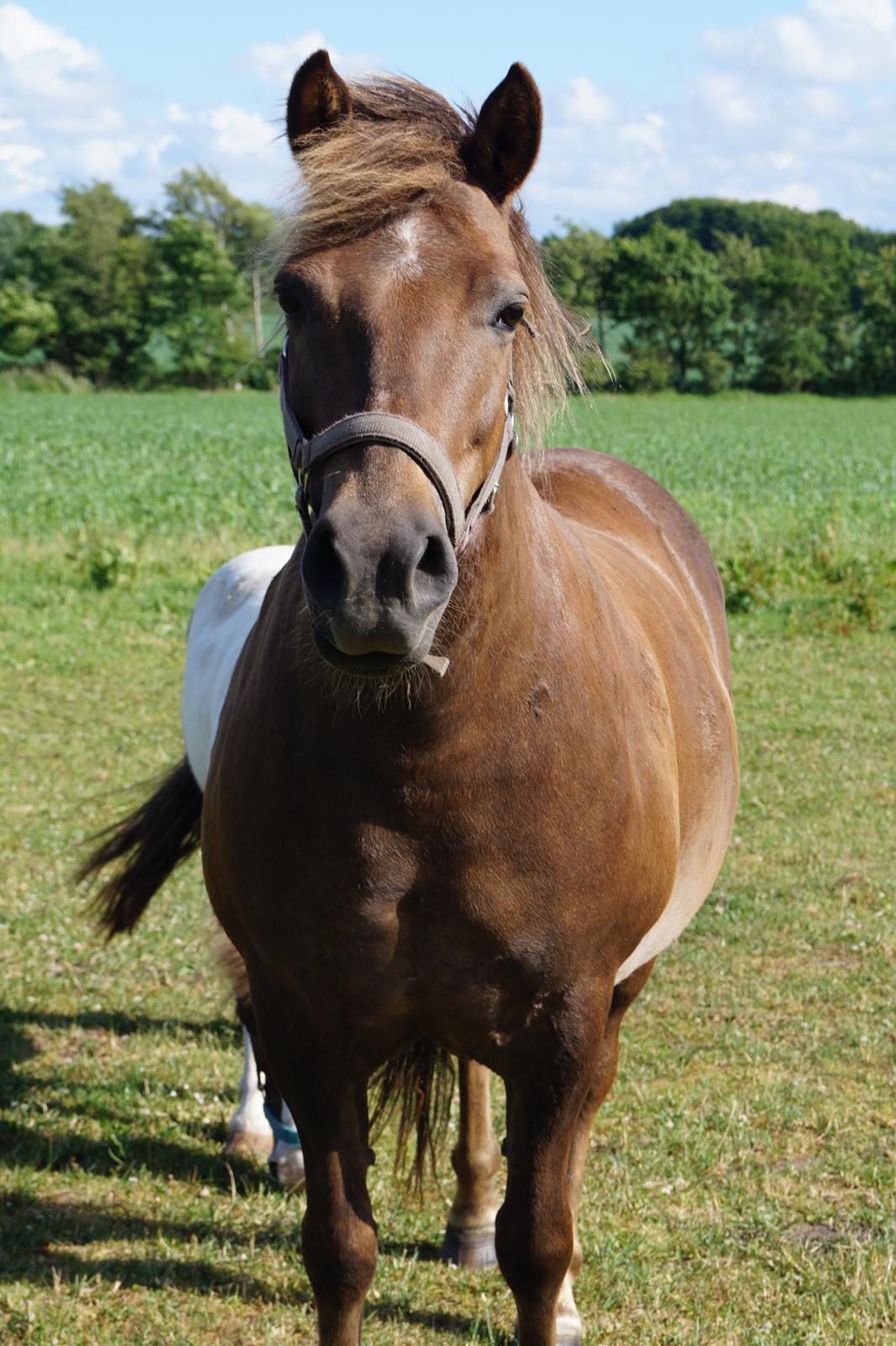 Anden særlig race Diamond Boy (Boy) billede 11