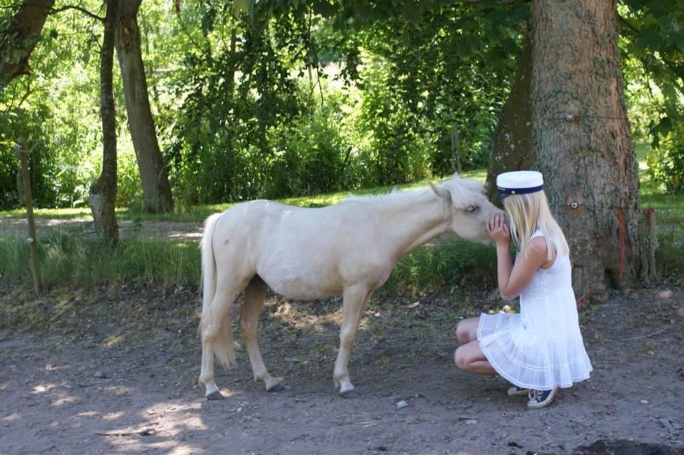 Welsh Partbred (Sec F) Marnows Princess In Pink -tidligere pony billede 16