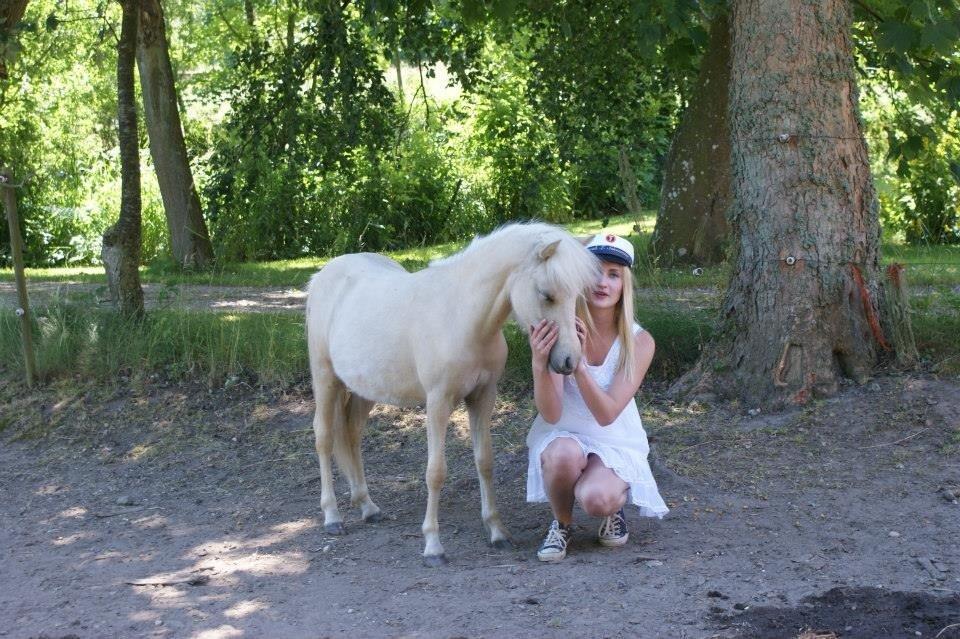 Welsh Partbred (Sec F) Marnows Princess In Pink -tidligere pony billede 17