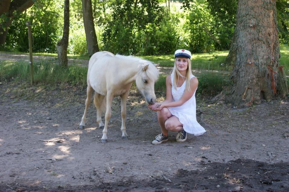 Welsh Partbred (Sec F) Marnows Princess In Pink -tidligere pony billede 19