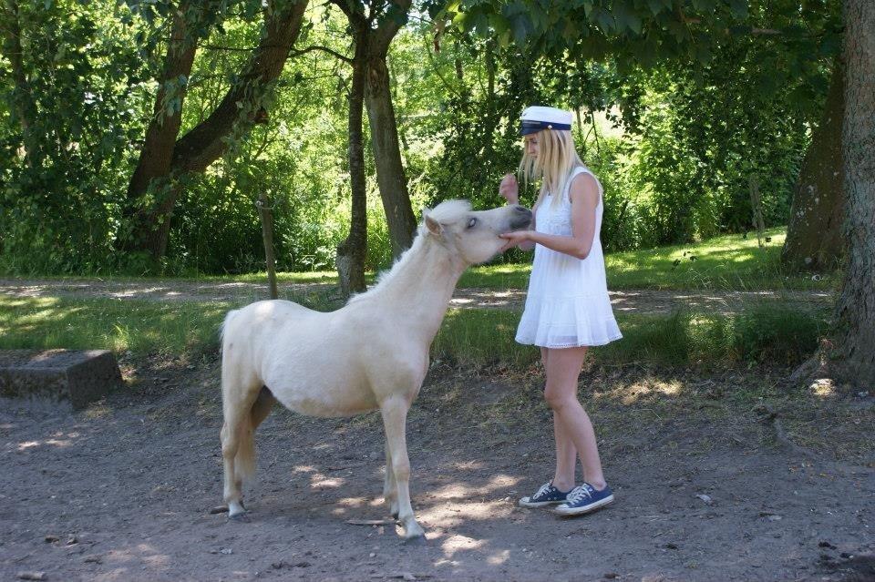Welsh Partbred (Sec F) Marnows Princess In Pink -tidligere pony billede 22