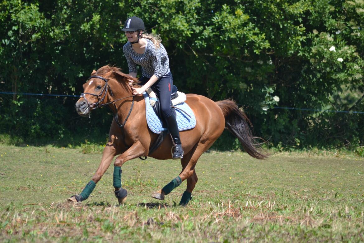 Welsh Partbred (Sec F) Waardhoeve's Ilona *Maggie* billede 4