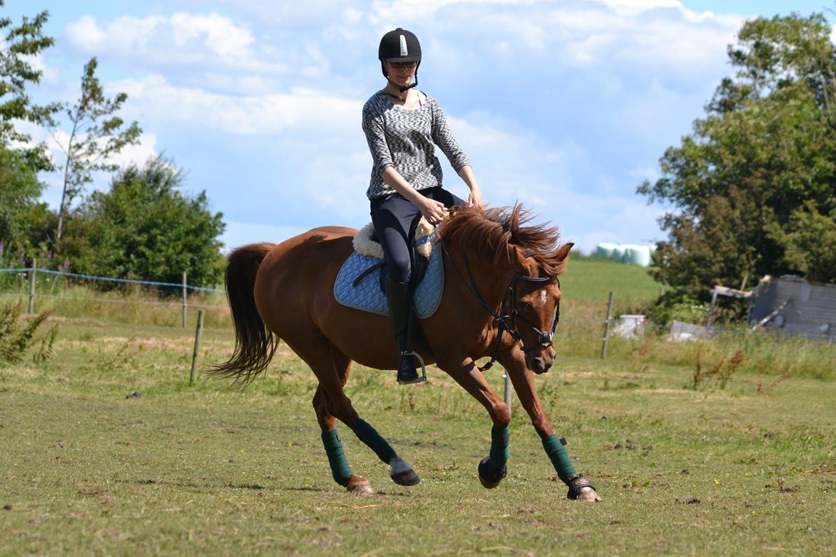 Welsh Partbred (Sec F) Waardhoeve's Ilona *Maggie* billede 5