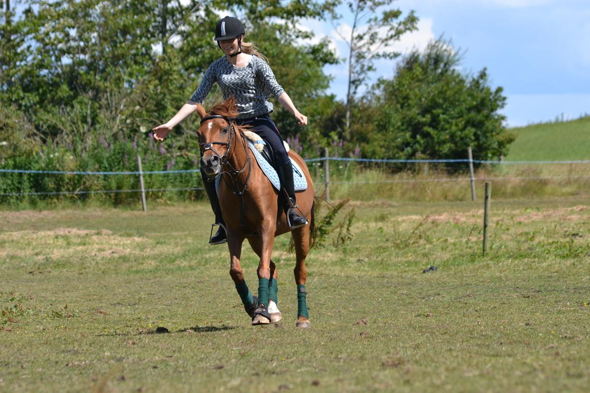 Welsh Partbred (Sec F) Waardhoeve's Ilona *Maggie* billede 6