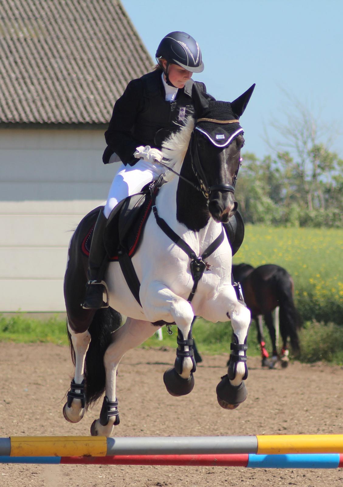 Pinto Vestervangs Miss Zorba - Flyvende Z på opvarmningen! :) 25. maj 2014 billede 25