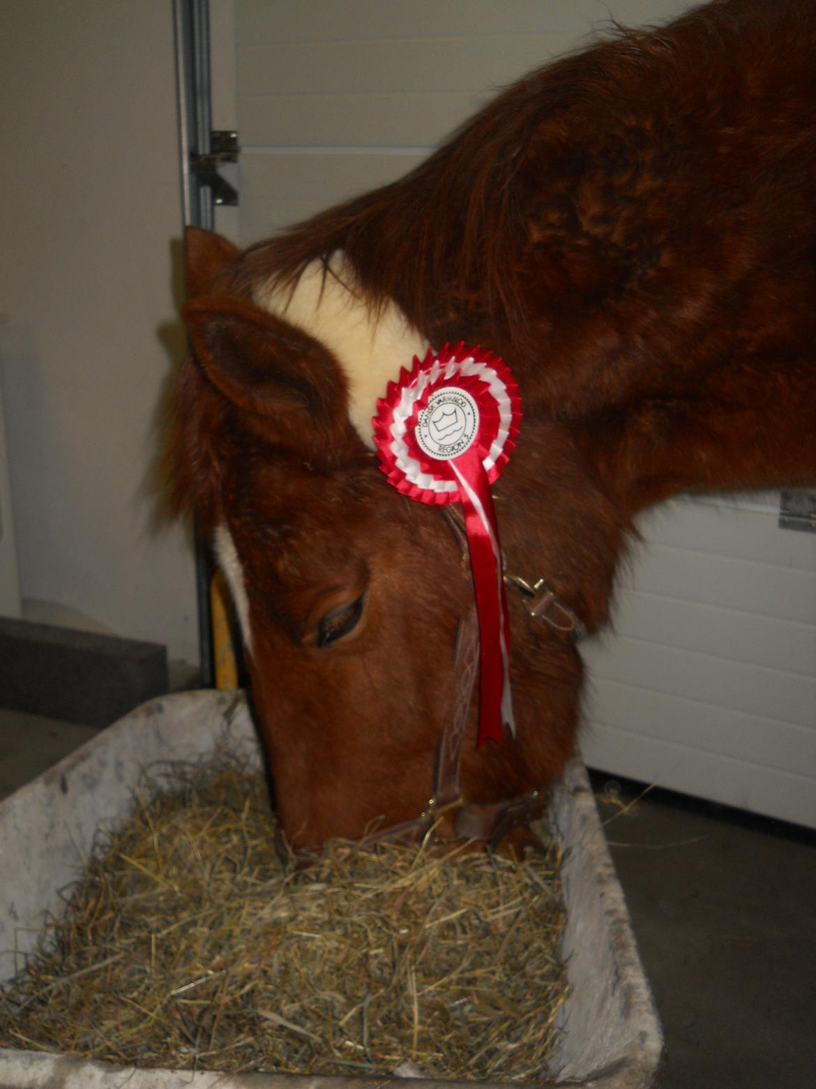 Dansk Varmblod Hjortkjærs Mirelle billede 5