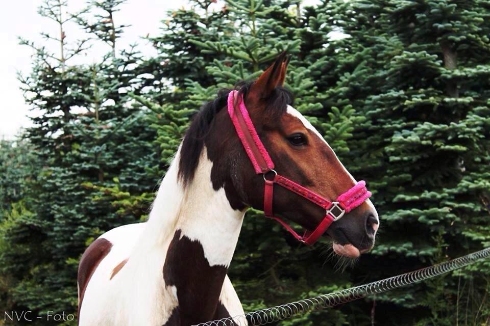 Anden særlig race Kaja fra Birkevang <3 *Yndlings* billede 1