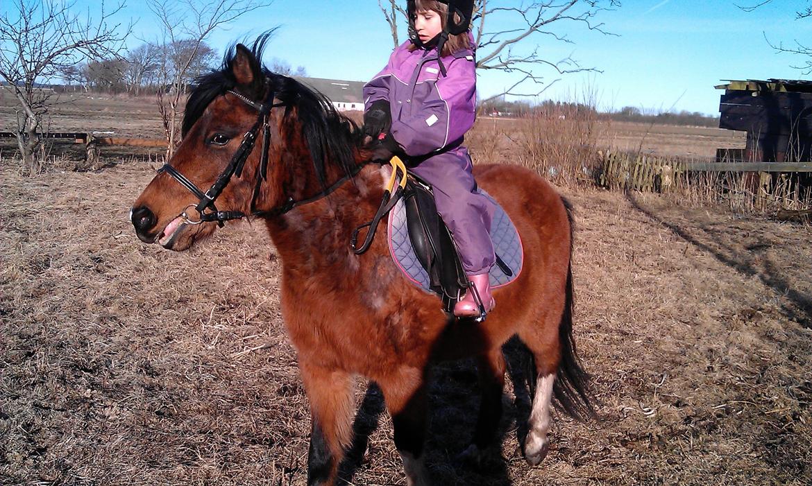 Anden særlig race Cesse (jenny) billede 13