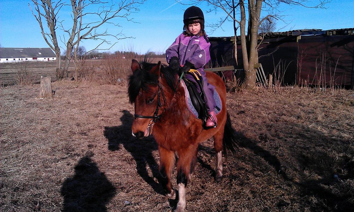 Anden særlig race Cesse (jenny) billede 15