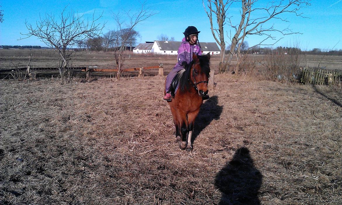 Anden særlig race Cesse (jenny) billede 14