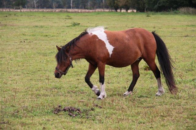 Anden særlig race Cesse (jenny) billede 10