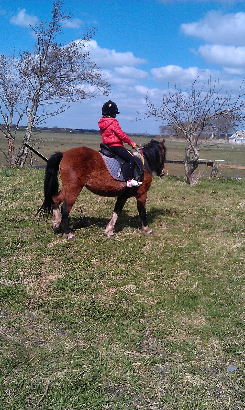 Anden særlig race Cesse (jenny) billede 11