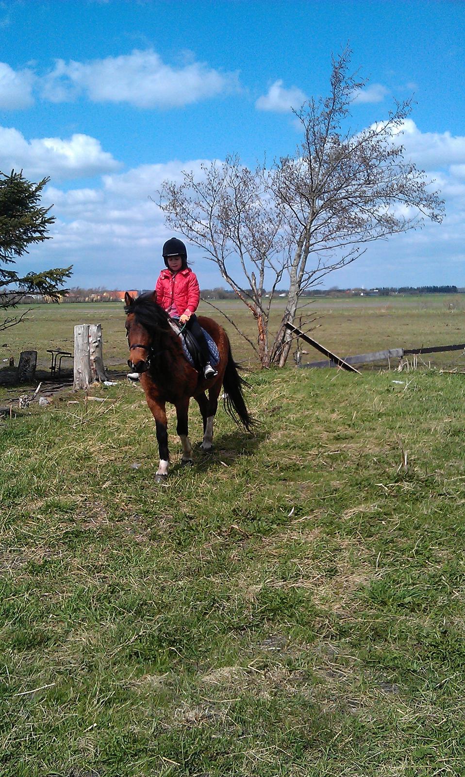 Anden særlig race Cesse (jenny) billede 12