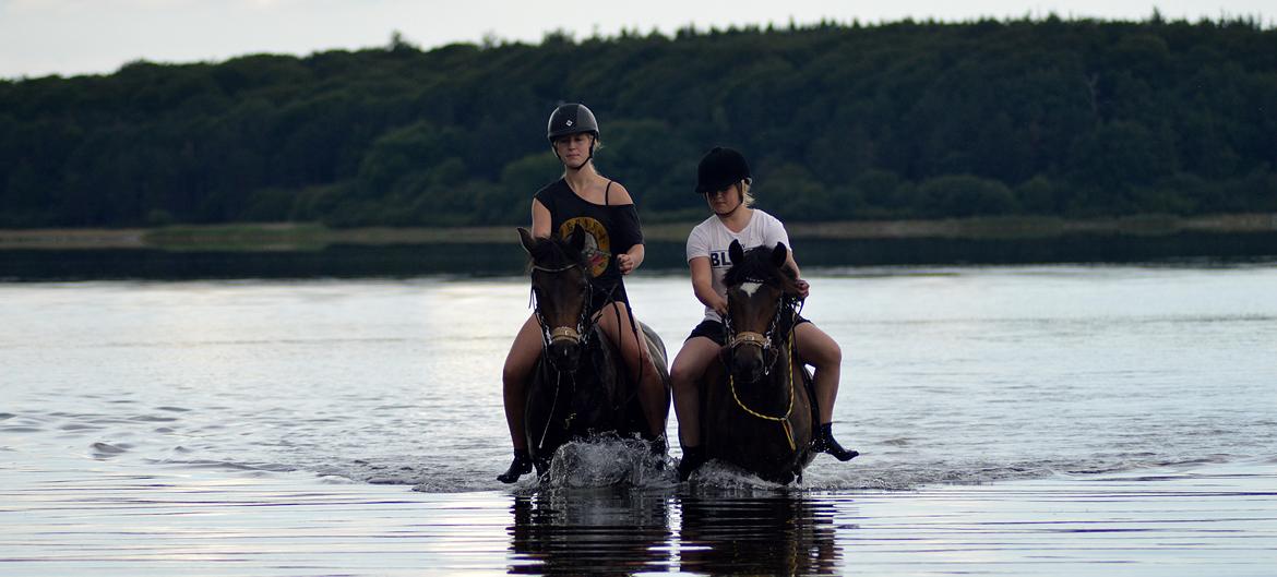 New Forest Søndermarken's Bojana billede 12