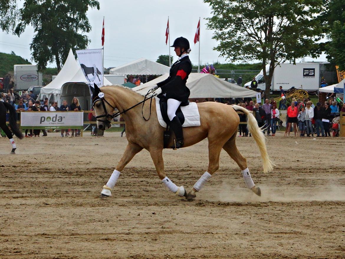 Palomino Duchess - Roskilde Dyrskue 2014 - Gangartskonkurrence billede 4