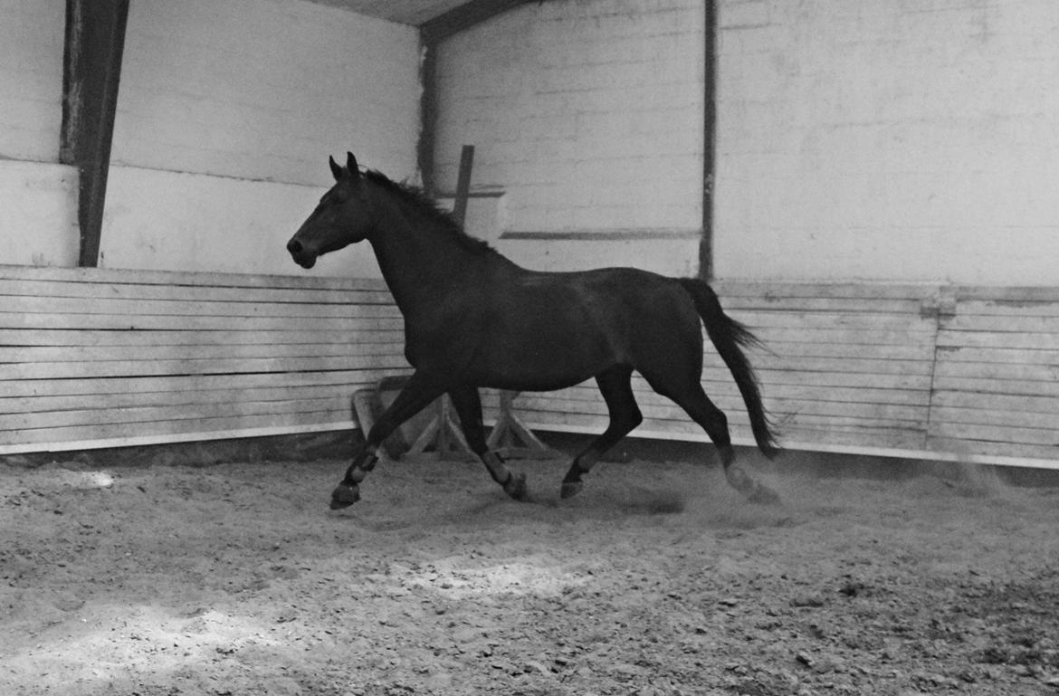 Dansk Varmblod Danglo's Omega - Altid med - aldrig uden! 27-06-2014 Foto: Mig billede 6