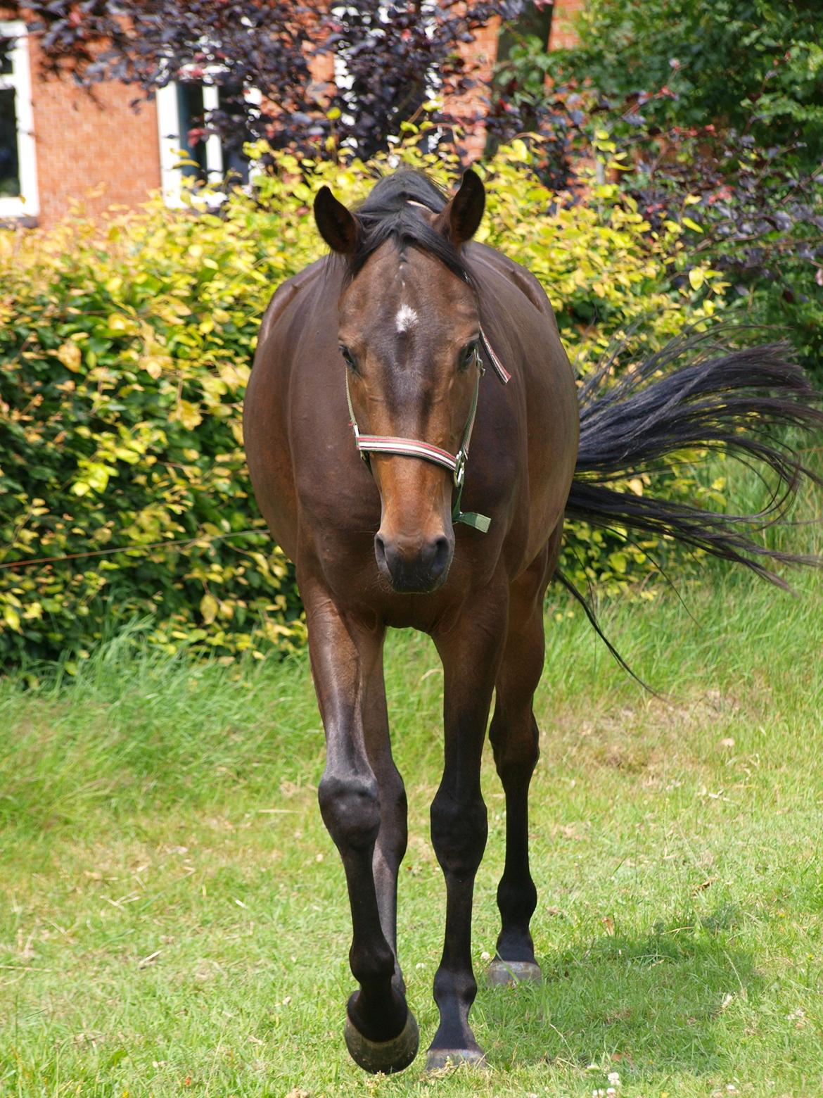 Dansk Varmblod Landino - sommer 2014 billede 13