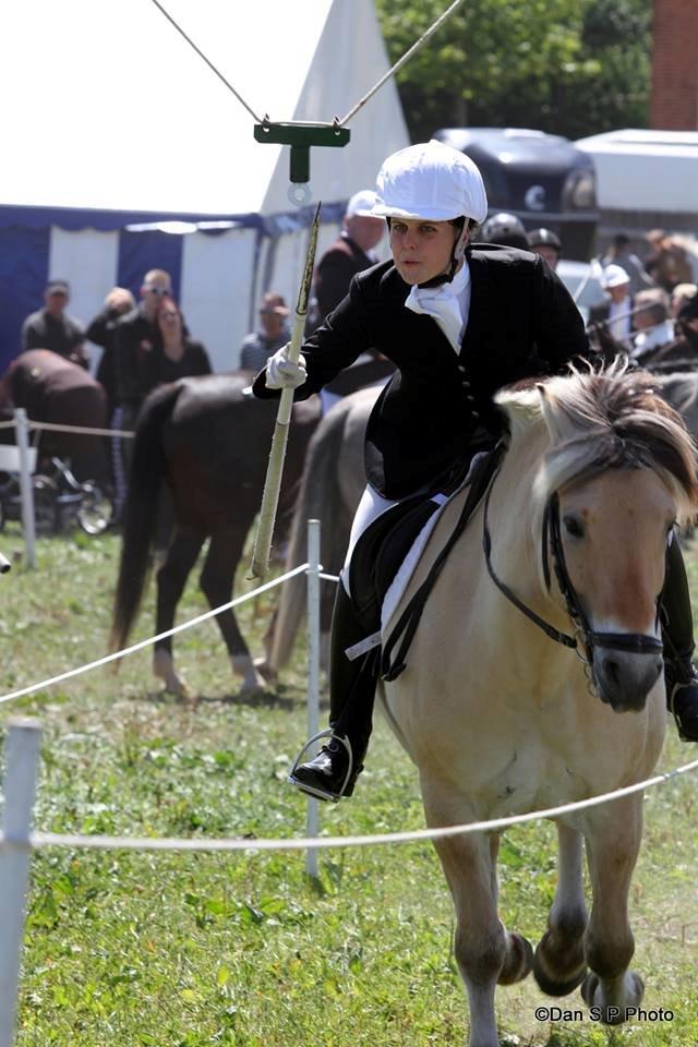 Fjordhest Caramel vårby - augustenborg 2014 billede 7