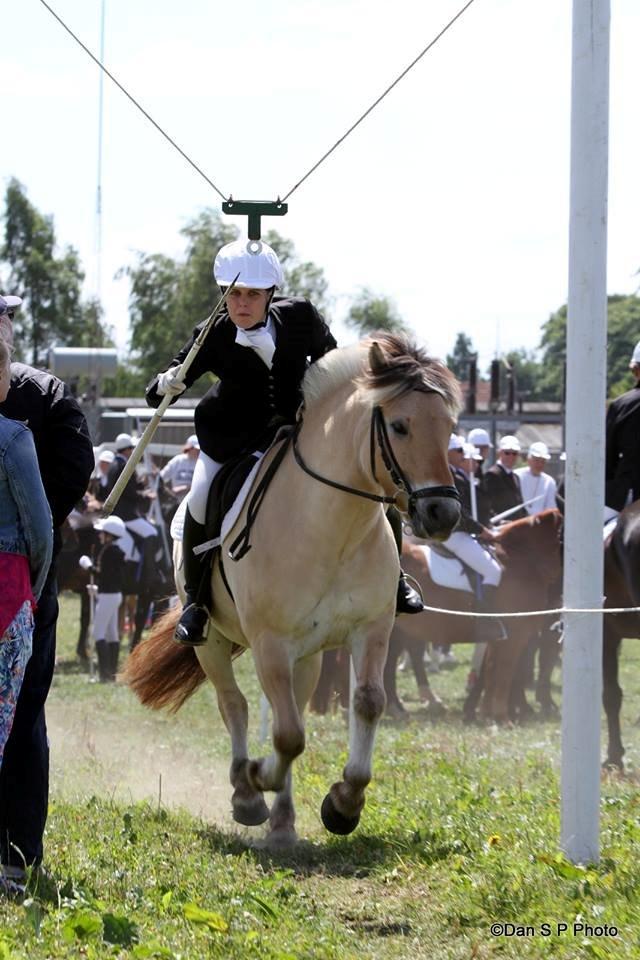 Fjordhest Caramel vårby - augustenborg 2014 billede 8