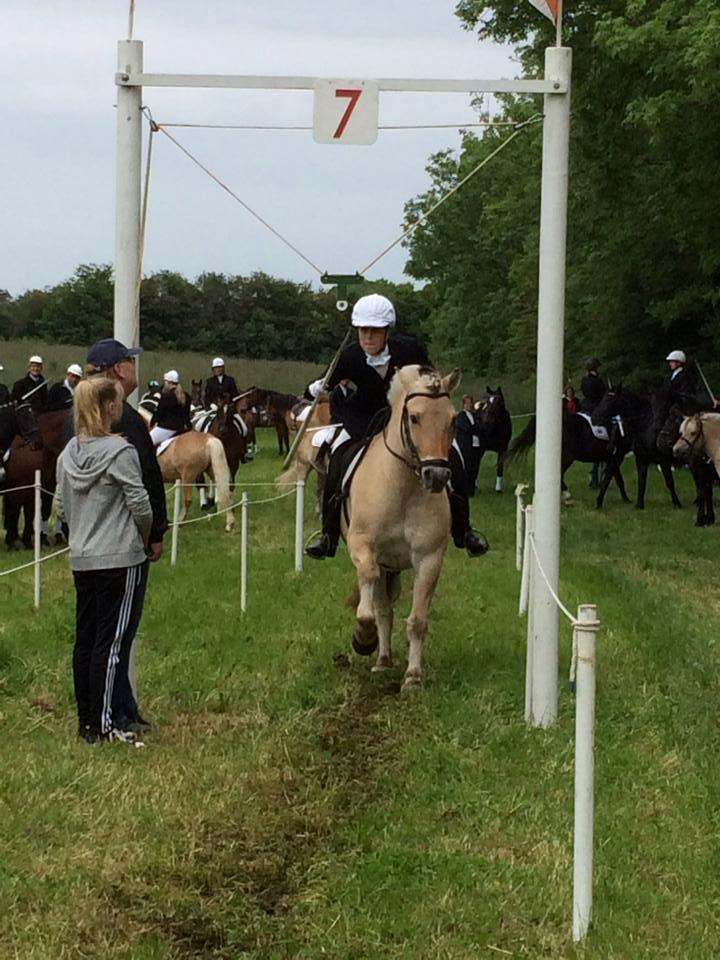 Fjordhest Caramel vårby - svenstrup 2014 billede 9