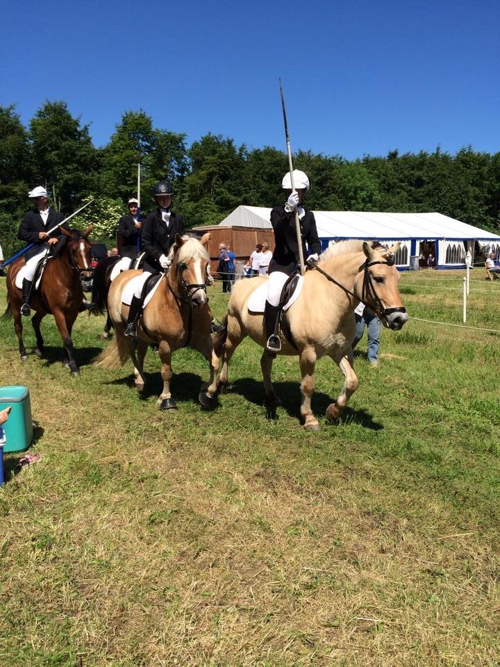 Fjordhest Caramel vårby - søby 2014 billede 10